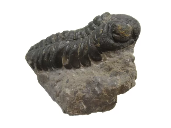 Genuine Fossil Devoniana Age Phacops Trilobite Fossils for Sale from Morocco #1c