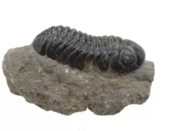 Genuine Fossil Devoniana Age Phacops Trilobite Fossils for Sale from Morocco #4c