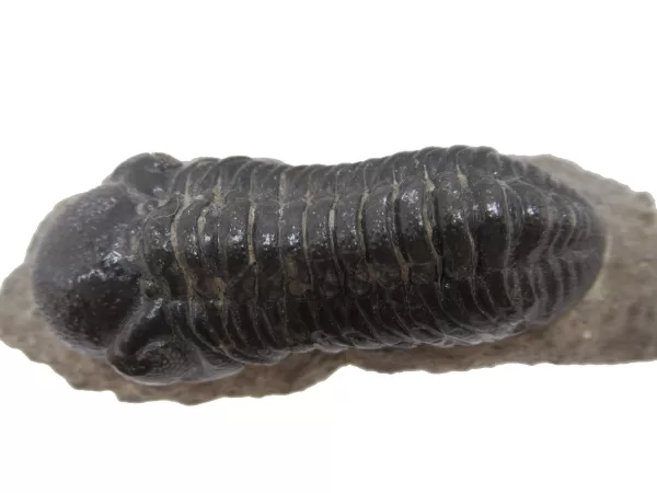 Genuine Fossil Devoniana Age Phacops Trilobite Fossils for Sale from Morocco #4d