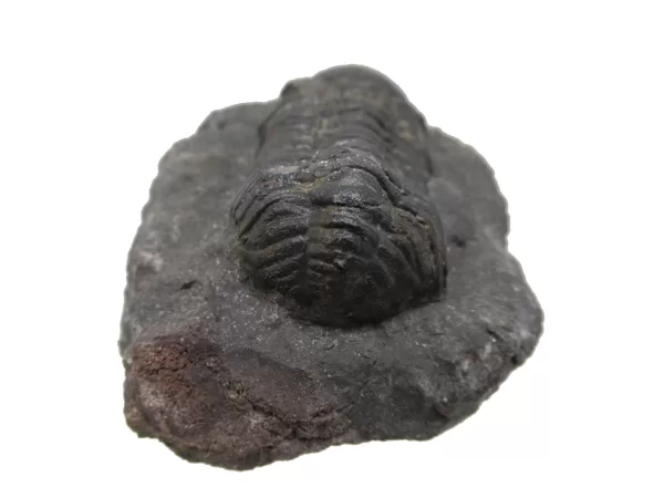 Genuine Fossil Devoniana Age Phacops Trilobite Fossils for Sale from Morocco #5b