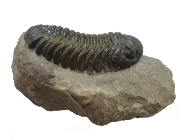 Genuine Fossil Devoniana Age Phacops Trilobite Fossils for Sale from Morocco #6c