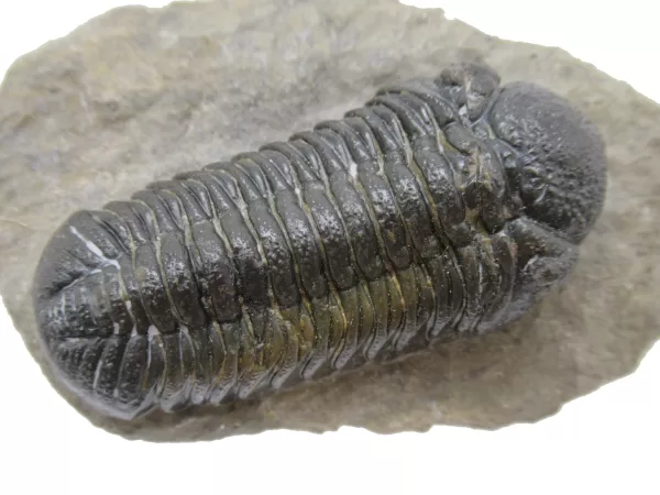 Genuine Fossil Devoniana Age Phacops Trilobite Fossils for Sale from Morocco #6d