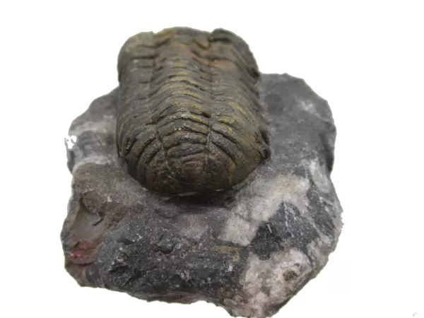 Genuine Fossil Devoniana Age Phacops Trilobite Fossils for Sale from Morocco #7b