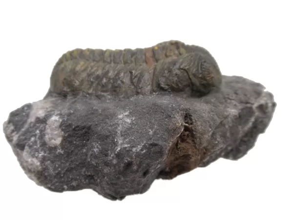 Genuine Fossil Devoniana Age Phacops Trilobite Fossils for Sale from Morocco #7d