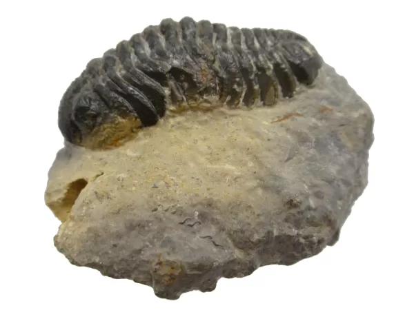 Genuine Fossil Devoniana Age Phacops Trilobite Fossils for Sale from Morocco #8a