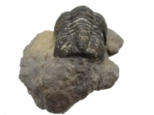 Genuine Fossil Devoniana Age Phacops Trilobite Fossils for Sale from Morocco #8b