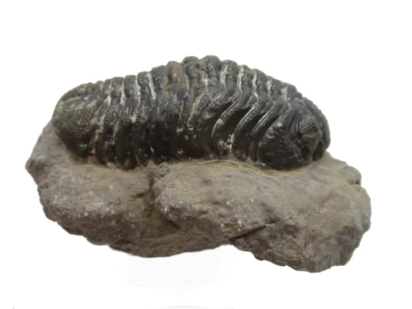 Genuine Fossil Devoniana Age Phacops Trilobite Fossils for Sale from Morocco #8c