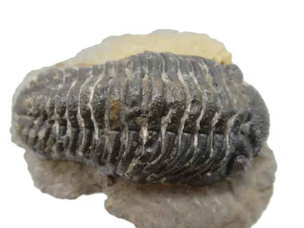 Genuine Fossil Devoniana Age Phacops Trilobite Fossils for Sale from Morocco #8d