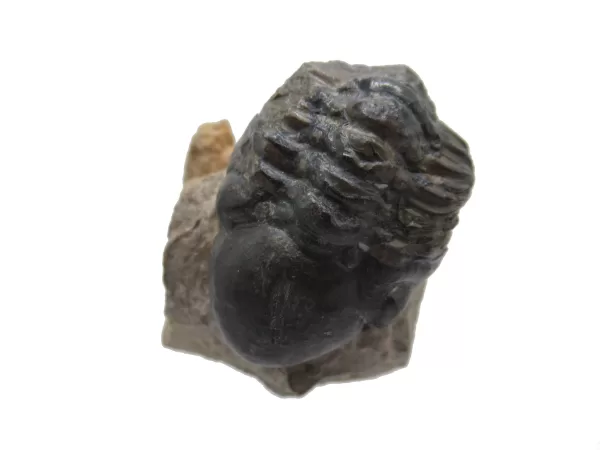 Genuine Devonian Reedops Trilobite For Sale from Morocco 10