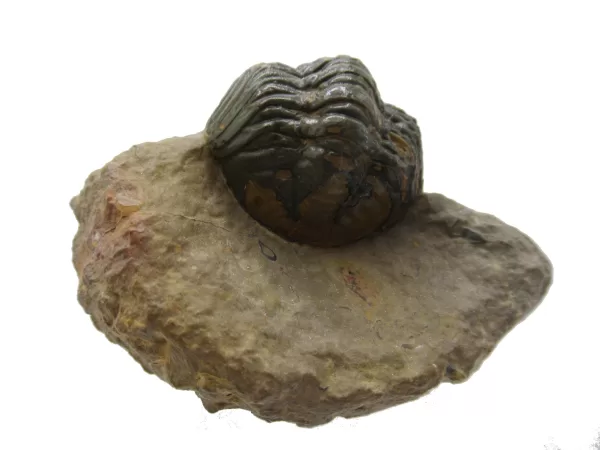 Genuine Devonian Reedops Trilobite For Sale from Morocco 11b