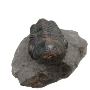 Genuine Devonian Reedops Trilobite For Sale from Morocco 12