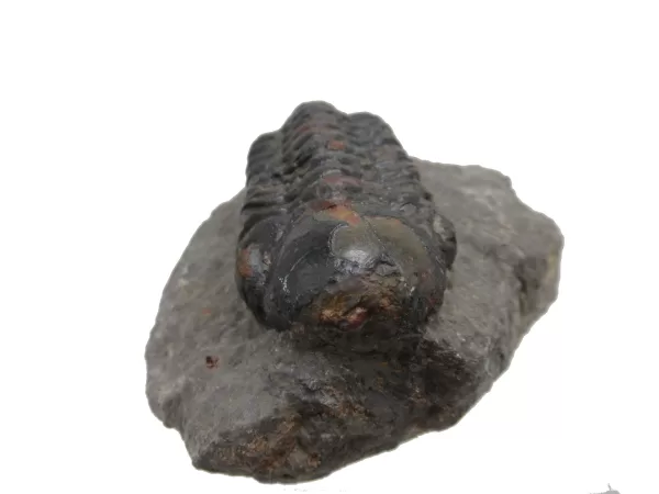 Genuine Devonian Reedops Trilobite For Sale from Morocco 12