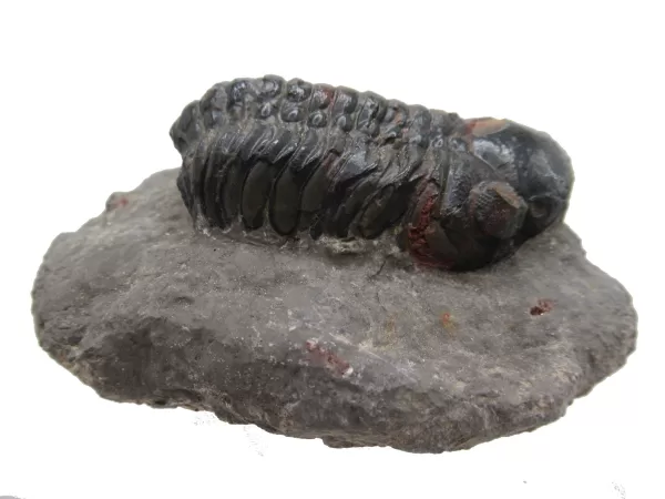 Genuine Devonian Reedops Trilobite For Sale from Morocco 12c