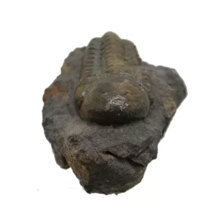 Genuine Devonian Reedops Trilobite For Sale from Morocco 13