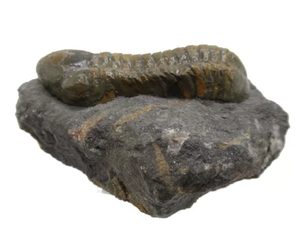 Genuine Devonian Reedops Trilobite For Sale from Morocco 13a