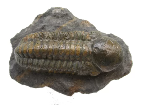 Genuine Devonian Reedops Trilobite For Sale from Morocco 13d