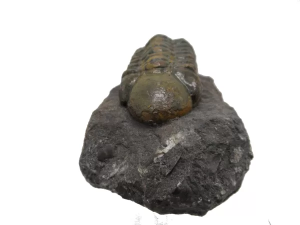 Genuine Devonian Reedops Trilobite For Sale from Morocco 14