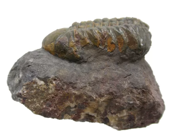 Genuine Devonian Reedops Trilobite For Sale from Morocco 14a