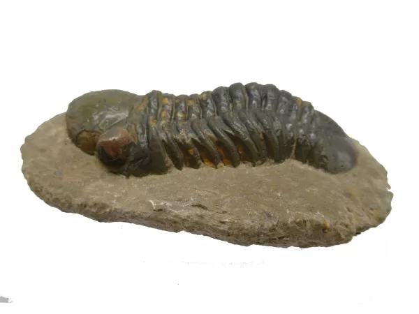 Genuine Devonian Reedops Trilobite For Sale from Morocco 15a