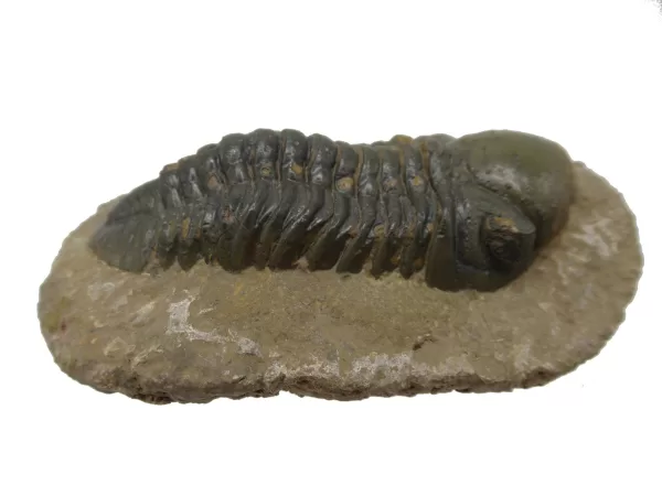 Genuine Devonian Reedops Trilobite For Sale from Morocco 15c