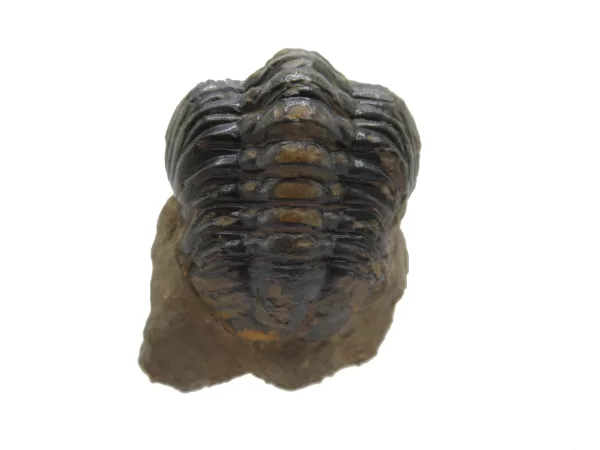 Genuine Devonian Reedops Trilobite For Sale from Morocco 2b