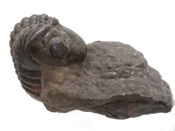 Genuine Devonian Reedops Trilobite For Sale from Morocco 3d