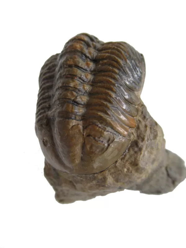 Genuine Devonian Reedops Trilobite For Sale from Morocco 3e