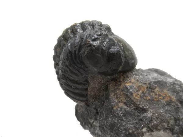 Genuine Devonian Reedops Trilobite For Sale from Morocco 4e