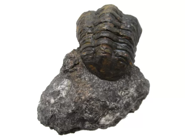 Genuine Devonian Reedops Trilobite For Sale from Morocco 4f