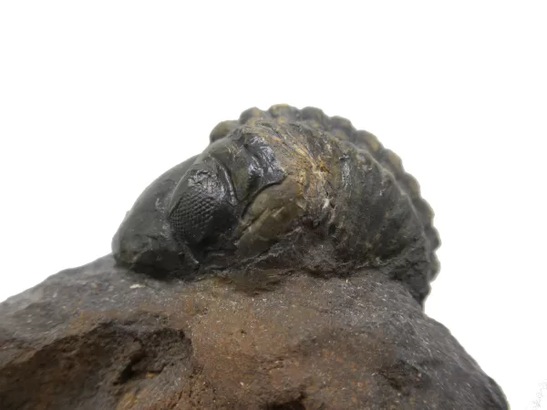 Genuine Devonian Reedops Trilobite For Sale from Morocco 5b