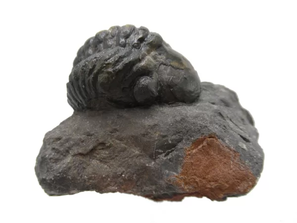 Genuine Devonian Reedops Trilobite For Sale from Morocco 5d