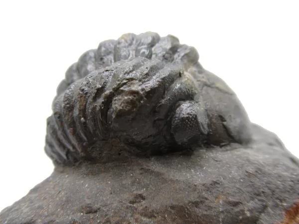 Genuine Devonian Reedops Trilobite For Sale from Morocco 5e