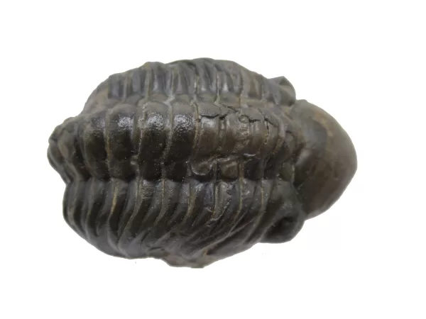 Genuine Devonian Reedops Trilobite For Sale from Morocco 6d