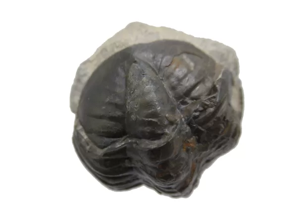 Genuine Devonian Reedops Trilobite For Sale from Morocco 6e