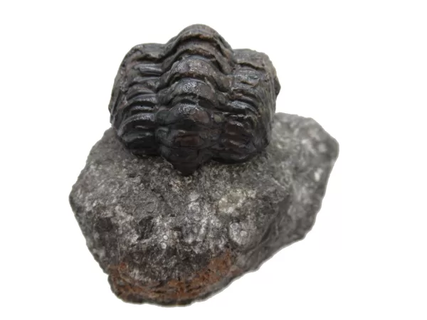 Genuine Devonian Reedops Trilobite For Sale from Morocco 7c