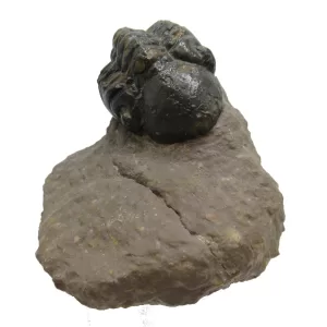 Genuine Devonian Reedops Trilobite For Sale from Morocco 8