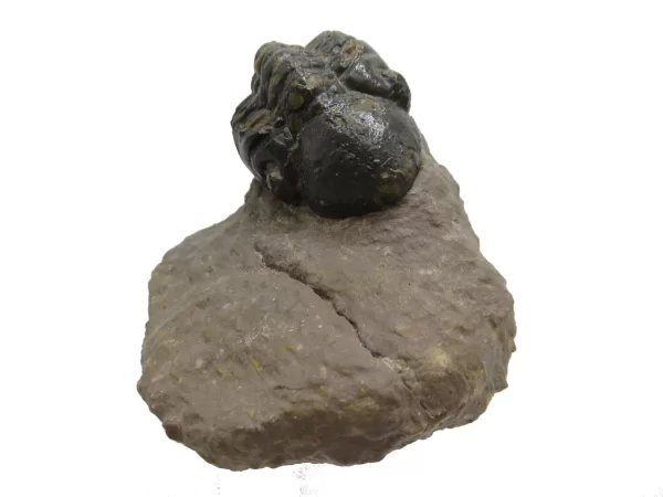 Genuine Devonian Reedops Trilobite For Sale from Morocco 8