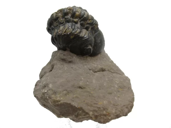 Genuine Devonian Reedops Trilobite For Sale from Morocco 8d