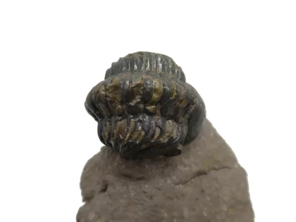 Genuine Devonian Reedops Trilobite For Sale from Morocco 8e