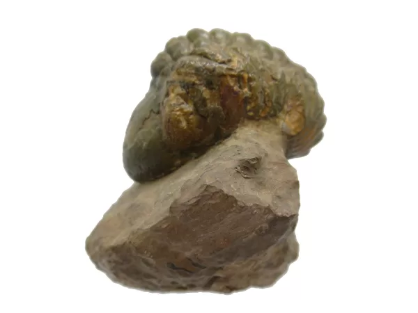 Genuine Devonian Reedops Trilobite For Sale from Morocco 9a