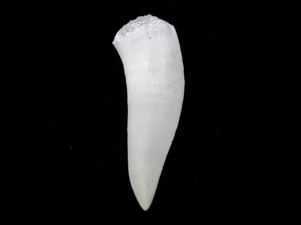 Genuine Cretaceous Age Enchodus Fossil Fish Tooth for Sale from Morocco #1