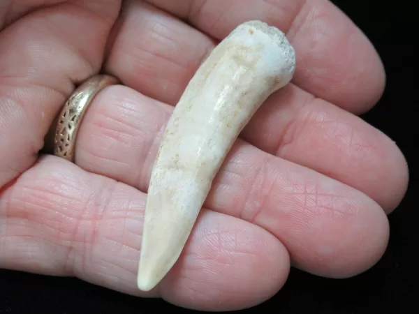 Genuine Cretaceous Age Enchodus Fossil Fish Tooth for Sale from Morocco #12b