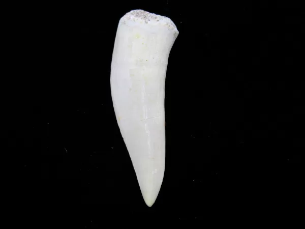 Genuine Cretaceous Age Enchodus Fossil Fish Tooth for Sale from Morocco #1a