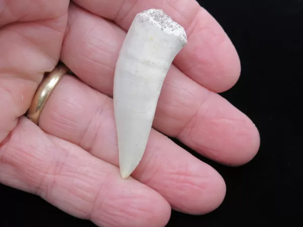 Genuine Cretaceous Age Enchodus Fossil Fish Tooth for Sale from Morocco #1b