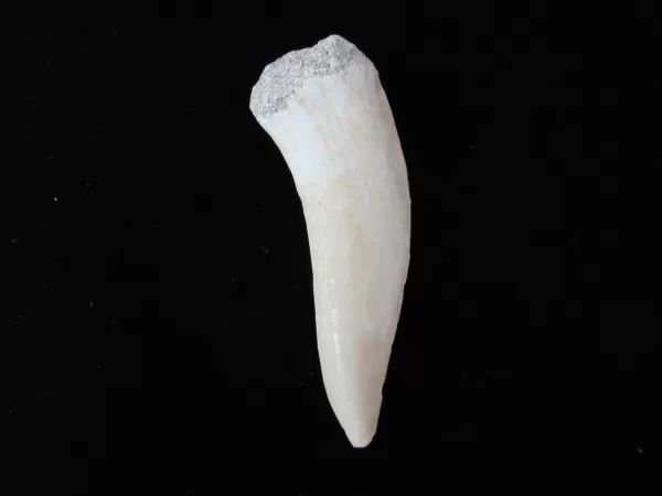 Genuine Cretaceous Age Enchodus Fossil Fish Tooth for Sale from Morocco #2