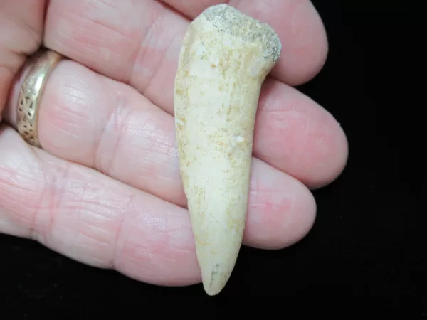 Genuine Cretaceous Age Enchodus Fossil Fish Tooth for Sale from Morocco #9b