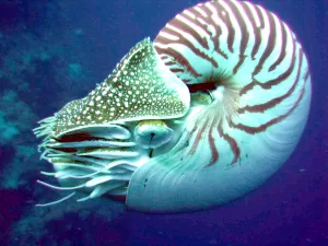 Madagascar Cymatoceras Nautilus