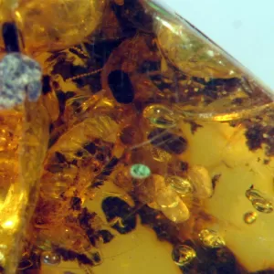 Genuine Baltic Amber with Insect for Sale #17