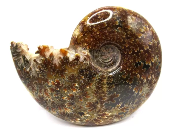 Genuine Cretaceous Age Cleoniceras Ammonite Fossils for Sale from Madagascar #1