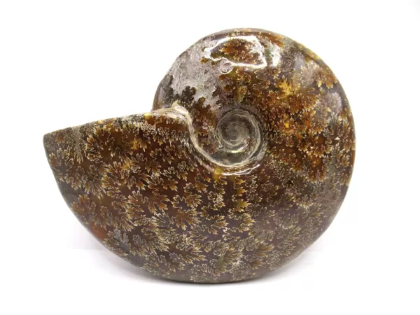 Genuine Cretaceous Age Cleoniceras Ammonite Fossils for Sale from Madagascar #18